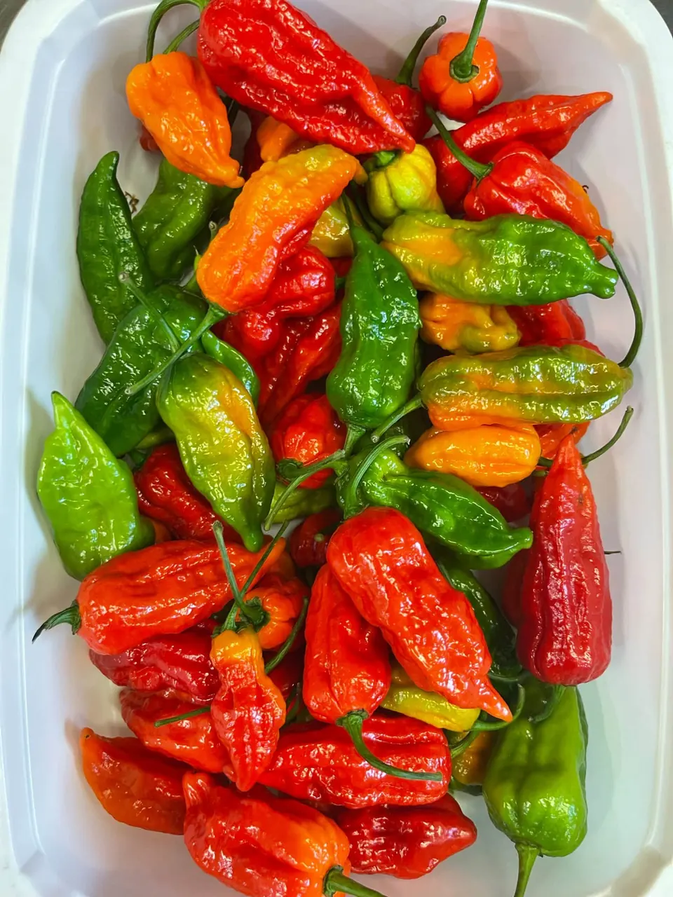 A tray of fresh naga chillies in our kitchen, red, orange and green.